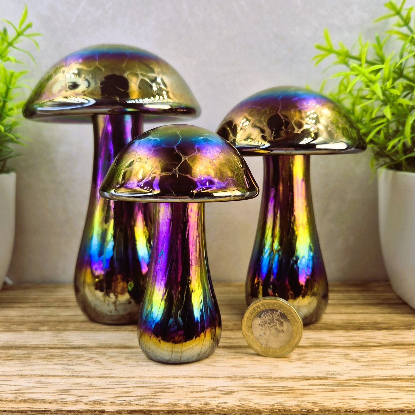 Mushroom Rainbow colours